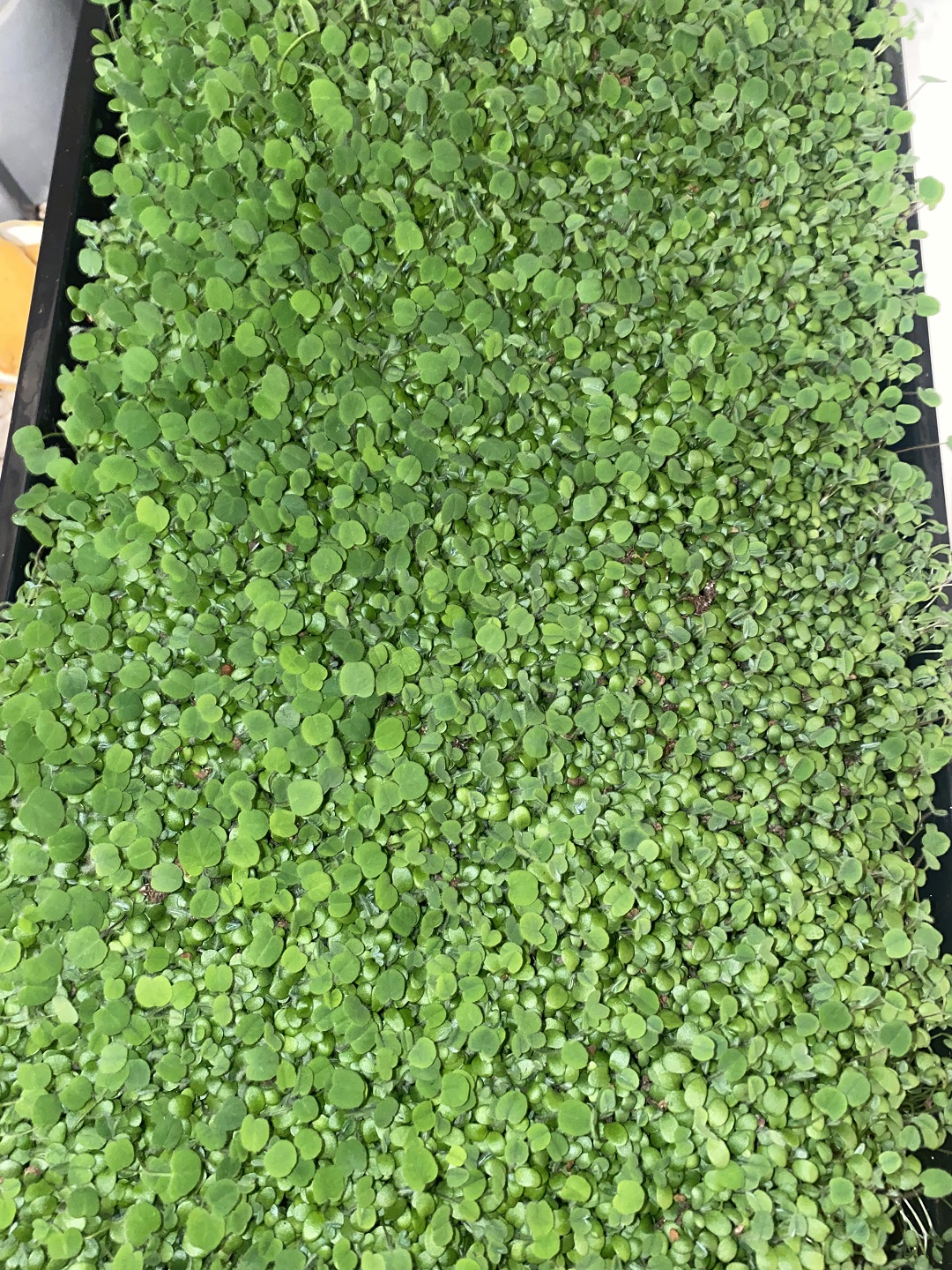 Unlocking Fenugreek Wellness: 6 Easy to use Recipe that embrace the Transformative Power of Fenugreek Microgreens.